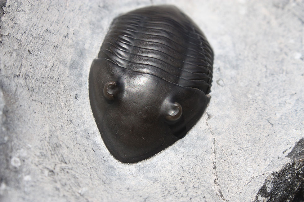 Isotelus gigas trilobite ordovician Walcott Rust Quarry