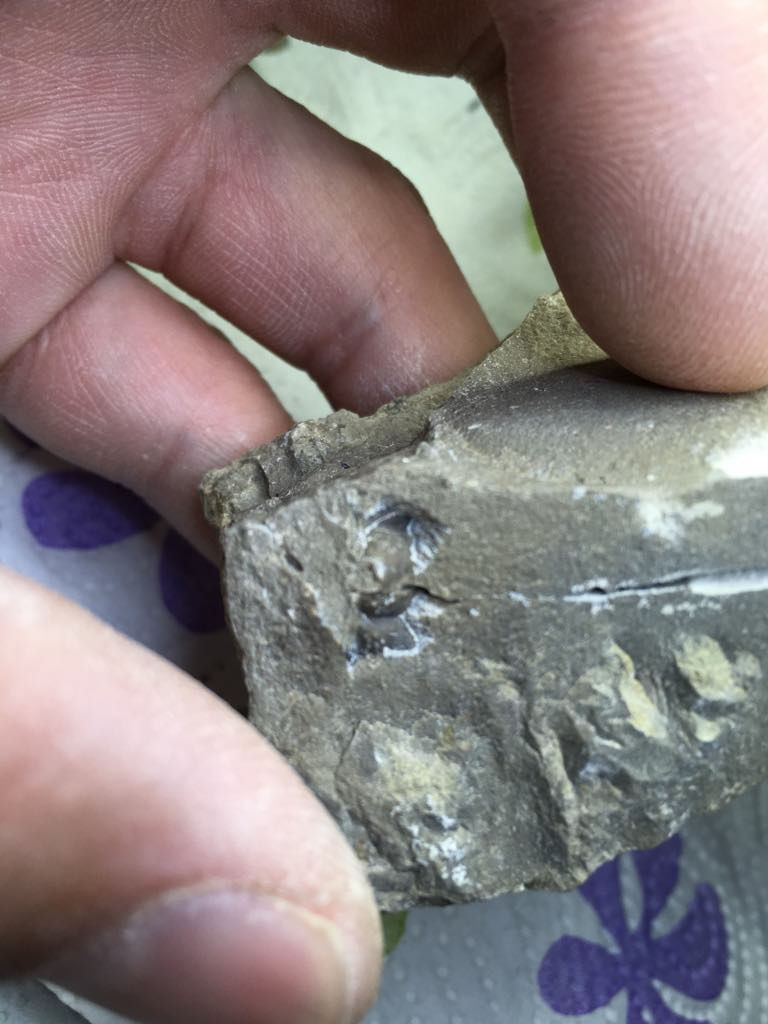 Trilobite genal preparation