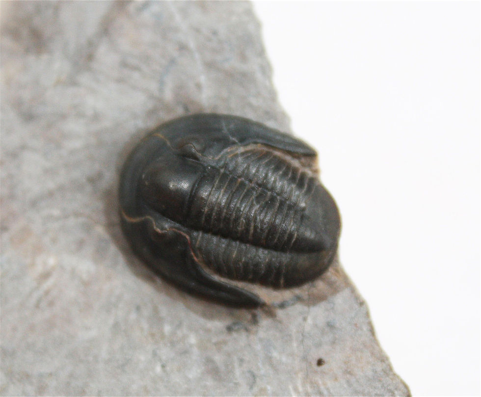 Miniatura: Proetina ihmadii (Johnson et. al, 2012)