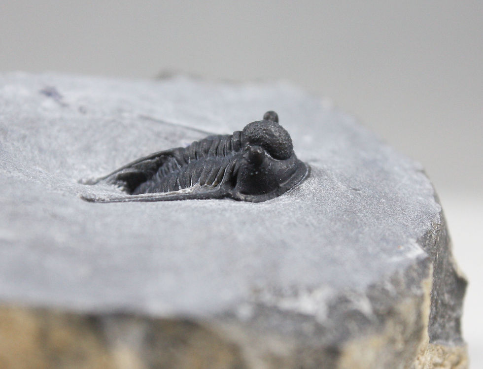 Miniatura: Cyphaspis cf eberhardiei (Chatterton et al., 2006)