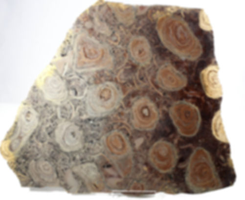 Inzeria tjomusi  (Krylov et al.,1968)