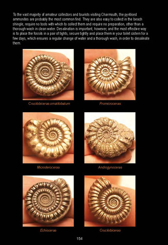 Book Fossils a guide to Fossil Collecting On The West Dorset Coast