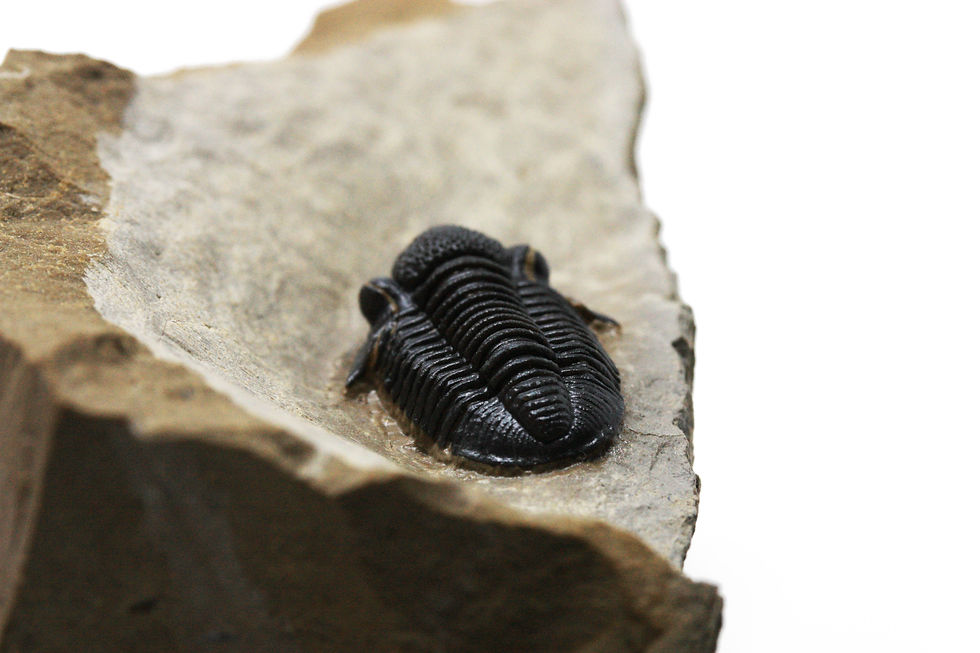 Museum quality fossil Gerastos trilobite for sale devonian trilobiti.com