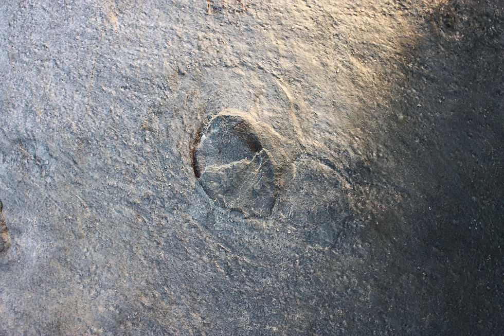 Thumbnail: Beltanella sp. (Sprigg, 1947)