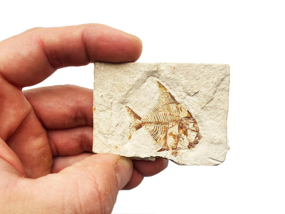 Pharmacichthyis numismalis fossil fish cretaceous Lebanon