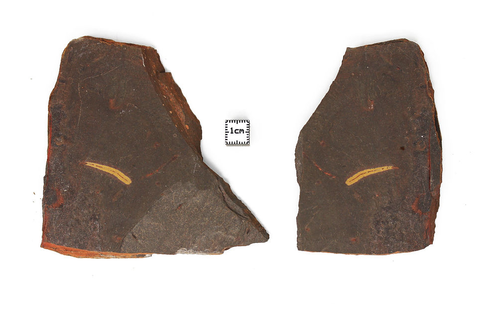 Thumbnail: Possible chordates Lathamoserpens sigel (Waggoner & Hagadorn 2005) double