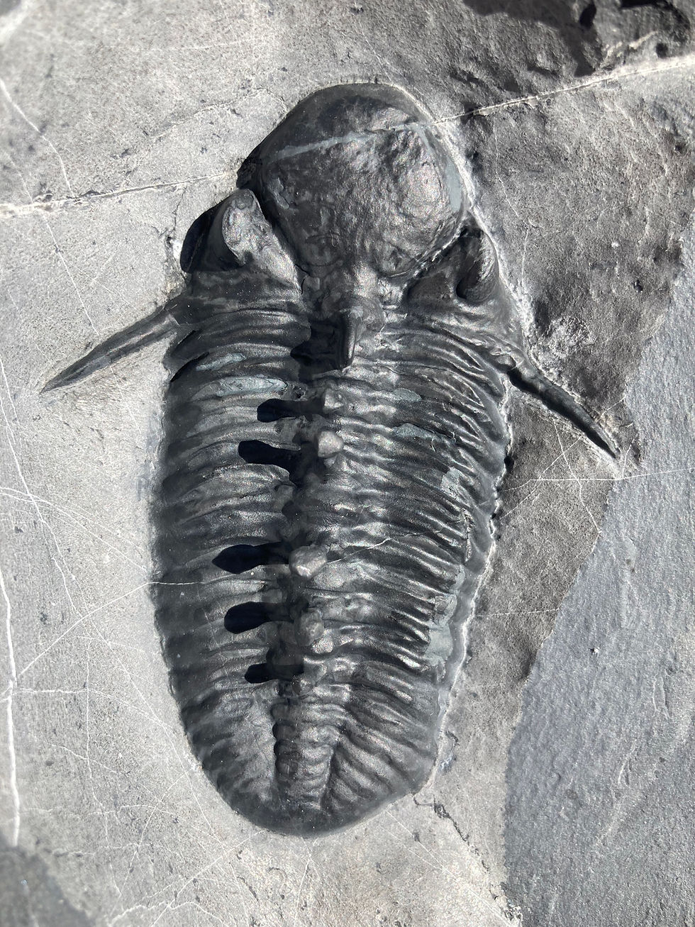 Miniatura: viaphacops claviger trilobite on sale by trilobiti.com