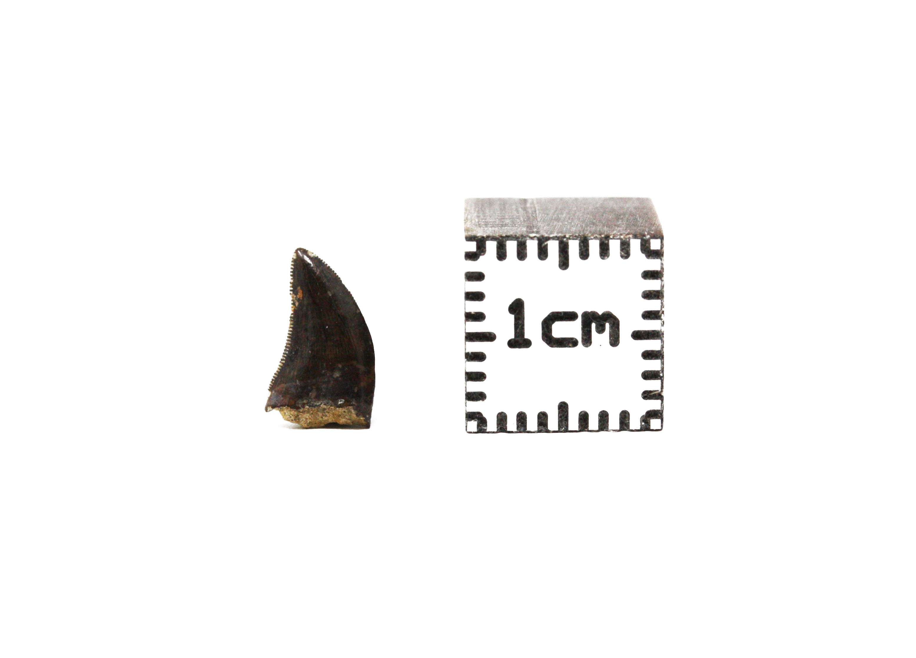 Dinosaur Fossil tooth Tyrannosaurus rex (Osborn, 1906)