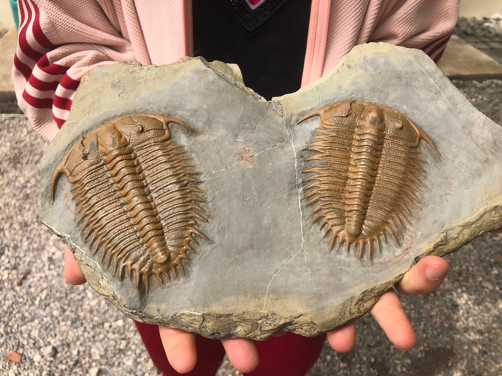 Damesella paronai trilobite fossil slab on sale trilobiti.com