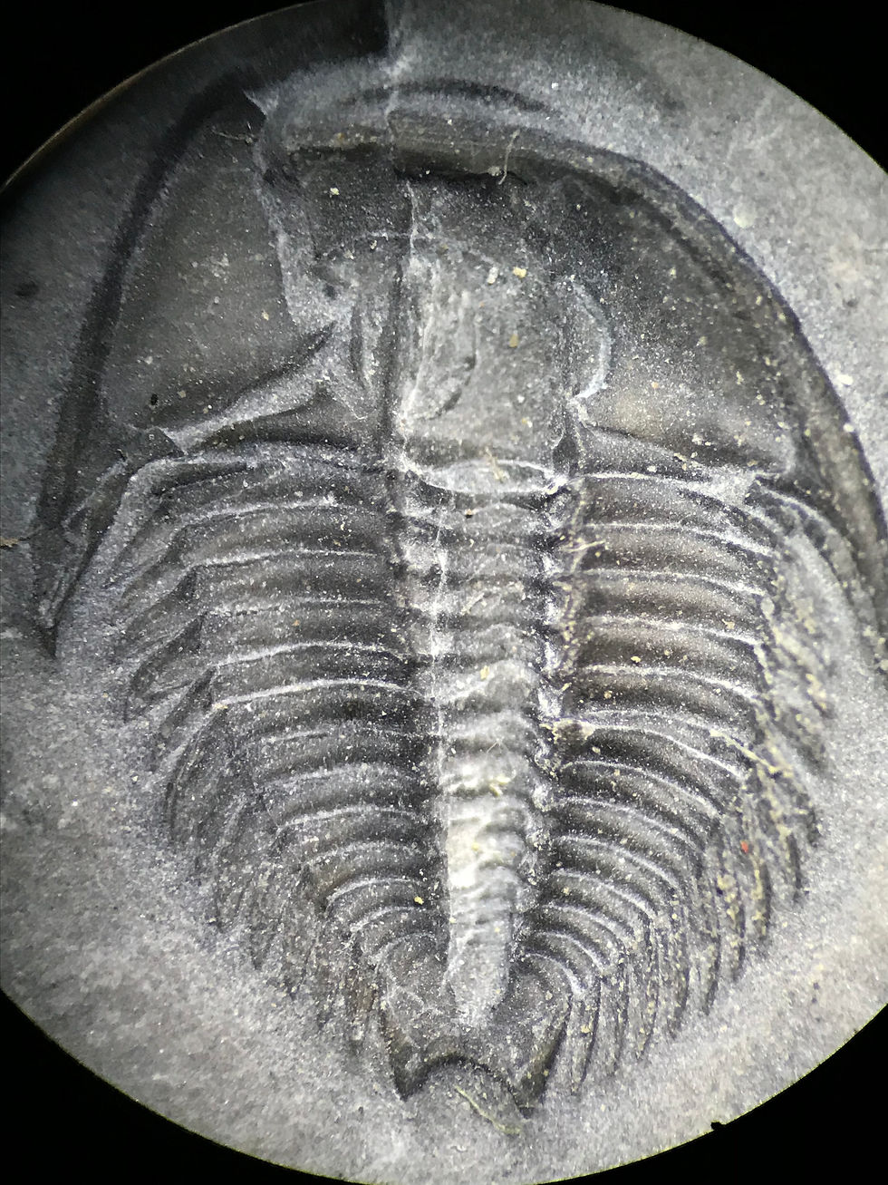 Thumbnail: Ventral Dicanthophyge sp McKay group trilobite