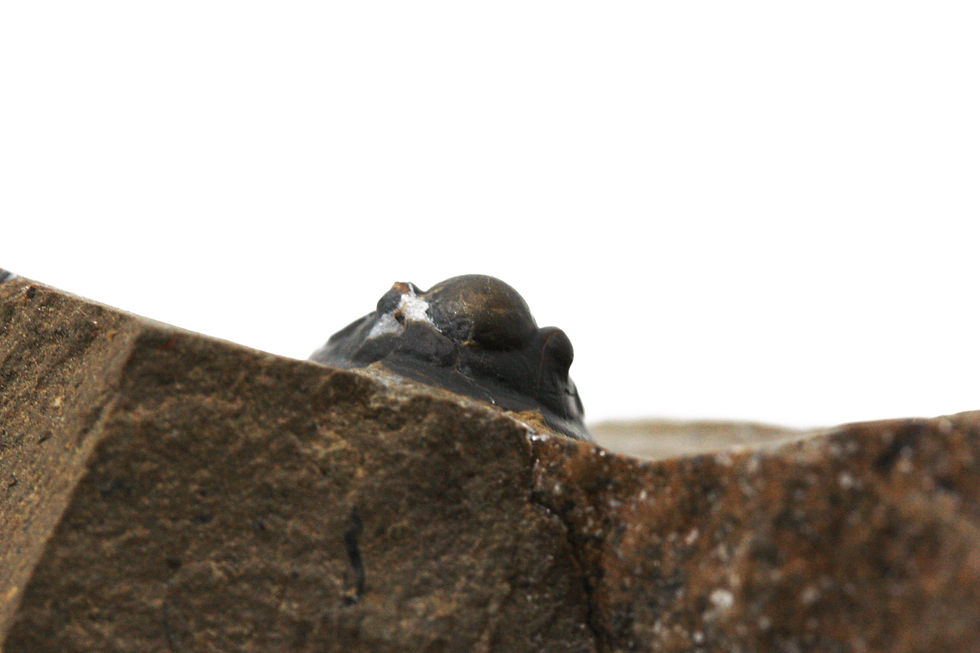 Miniatura: Trilobite Proetina ihmadii (Johnson et. al, 2012)
