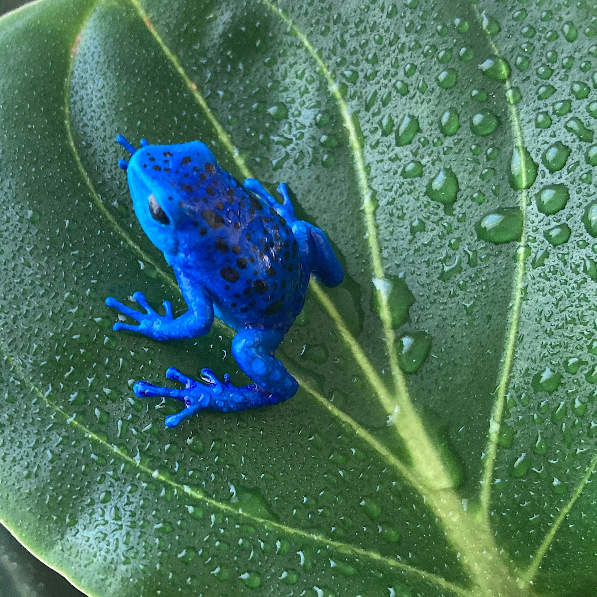 Dendrobates resin model kit dart frog resin