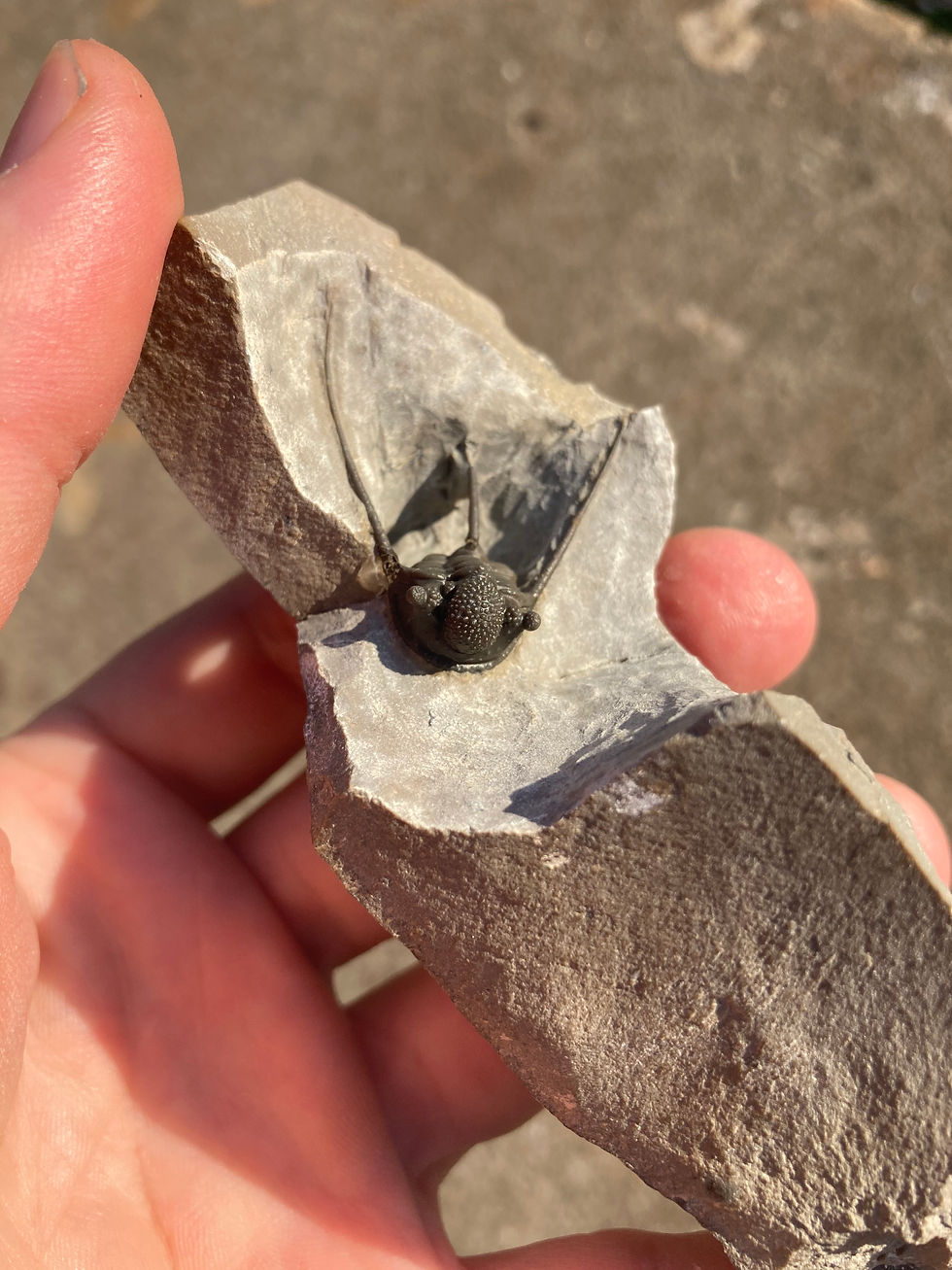 Thumbnail: Fossil trilobite on sale from morocco Trilobiti.com