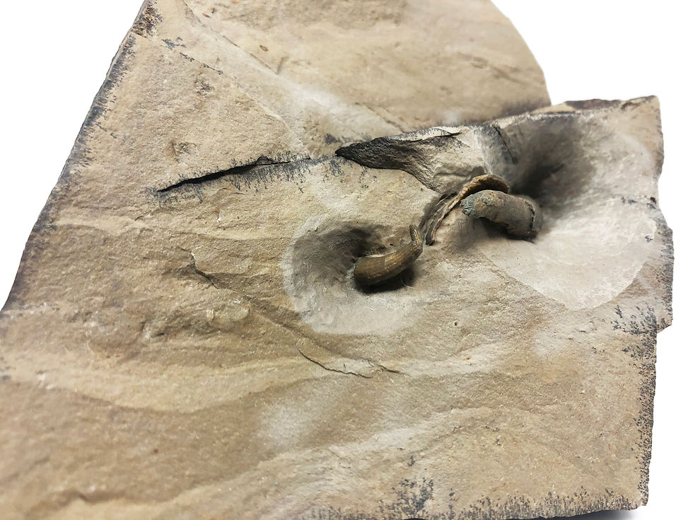 Thumbnail: Cambrian Archaeocyathid polenta formation usa on sale trilobiti.com