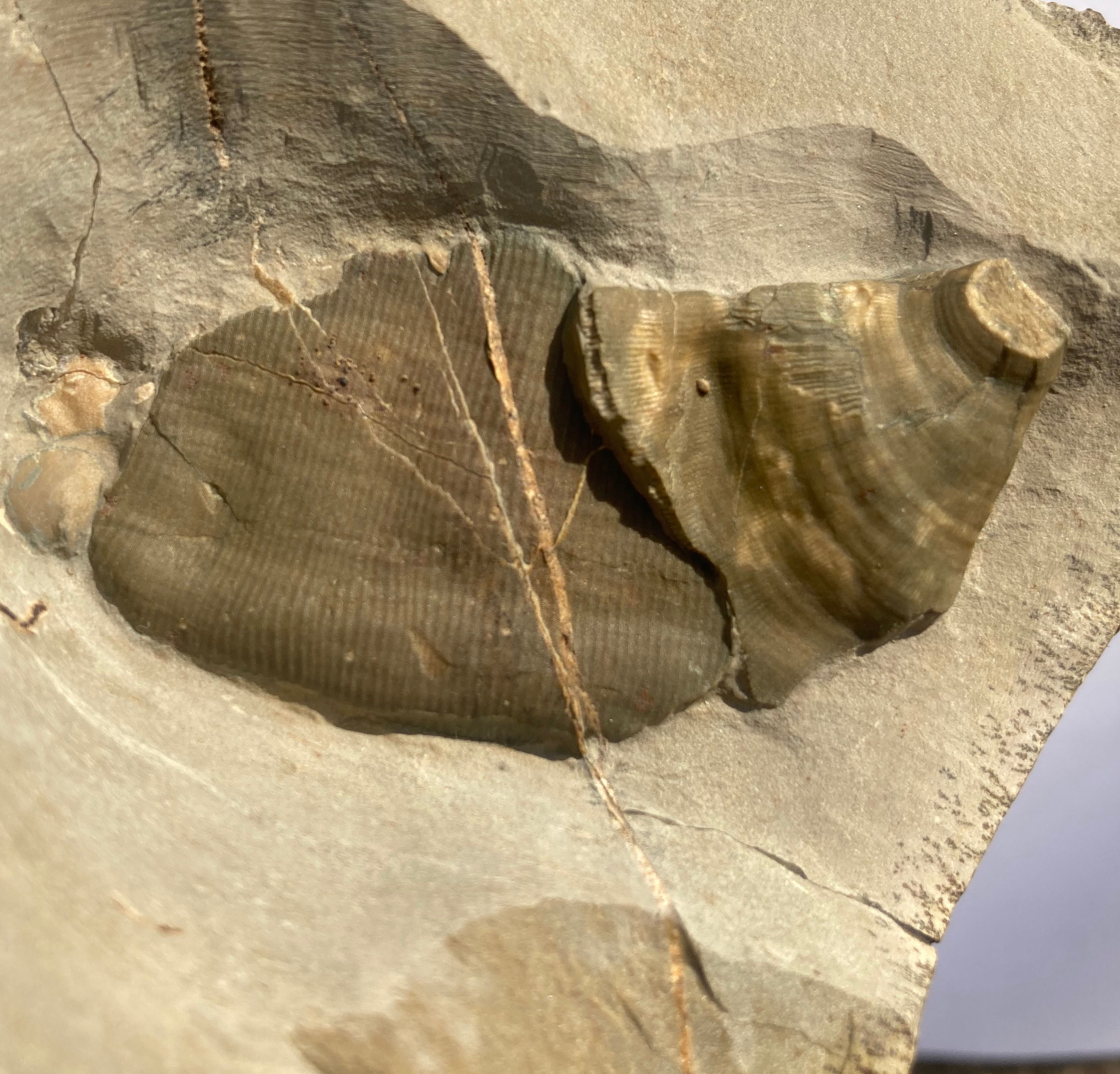 Rare Poleta formation Archaeocyathids Cambrian life form