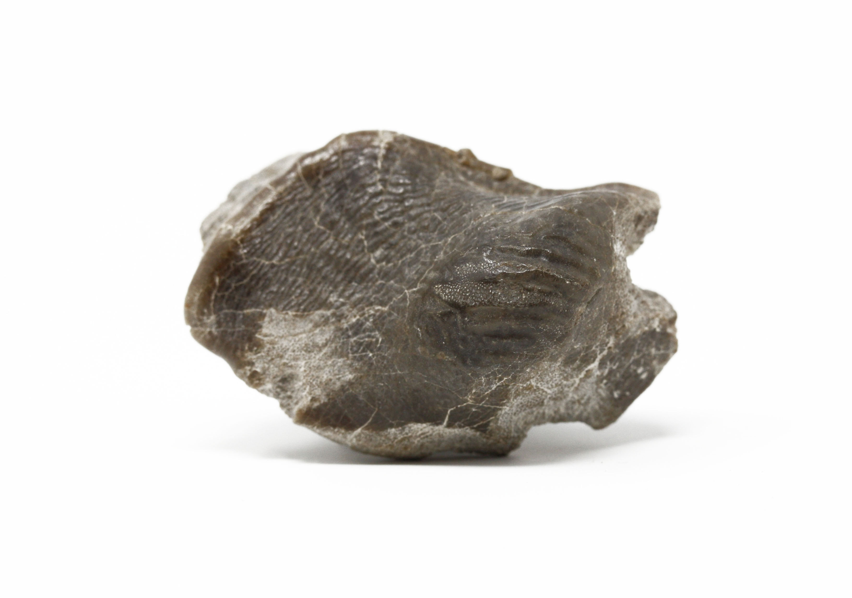 Fossil Hybodotid shark Ptychodus mammillaris? (Agassiz, 1843)