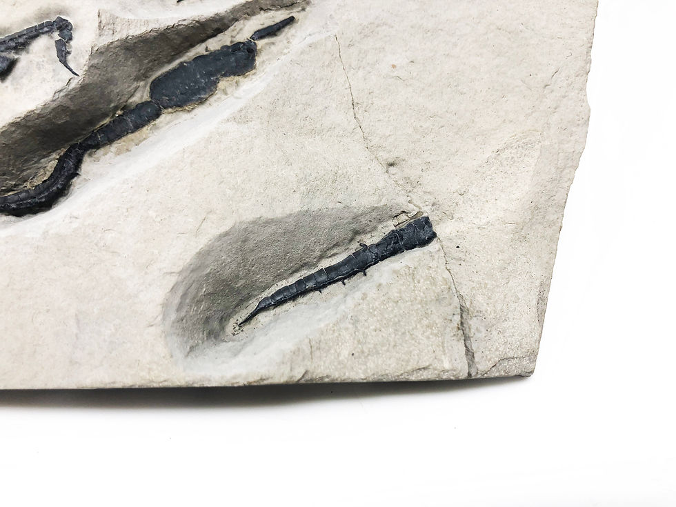 Miniatura: Castericystis vali fossil slab on sale