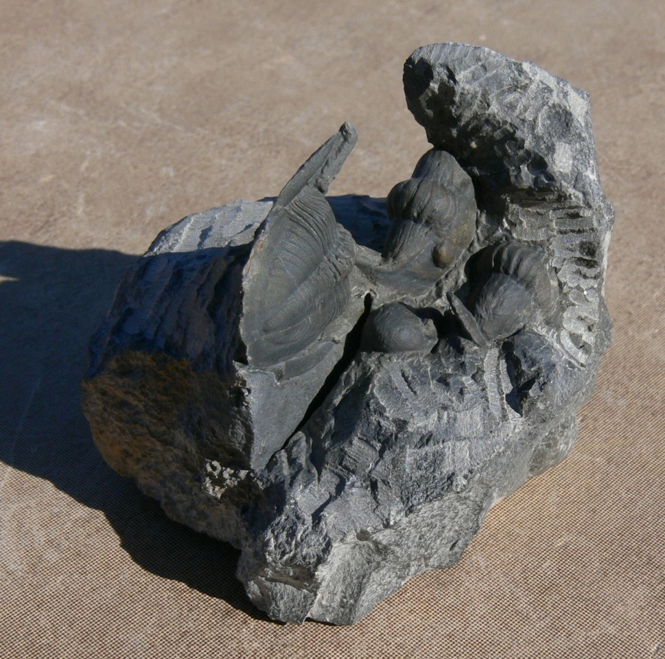 Cyberella lemkei Basse, 2004 nodule