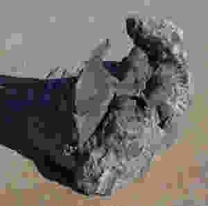Cyberella lemkei Basse, 2004 nodule