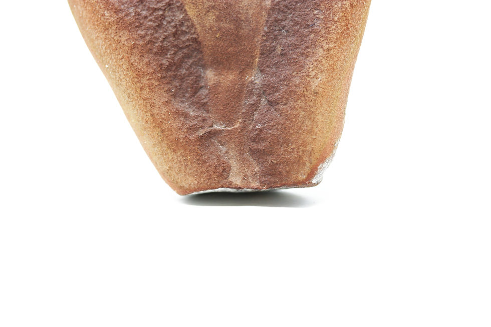 Thumbnail: Tullimonstrum gregarium original nodule Mazon Creek