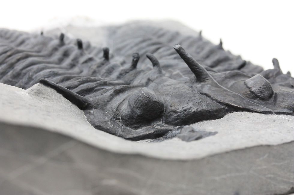 Thumbnail: Double Devonian Trilobite Viaphacops claviger  (Haas,1969)