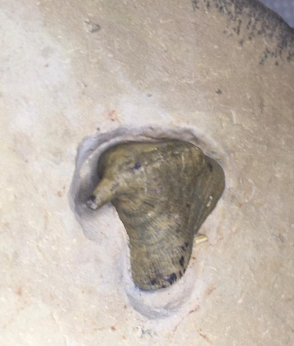 Miniatura: Rare poleta formation Archaeocyathids Cambrian life form