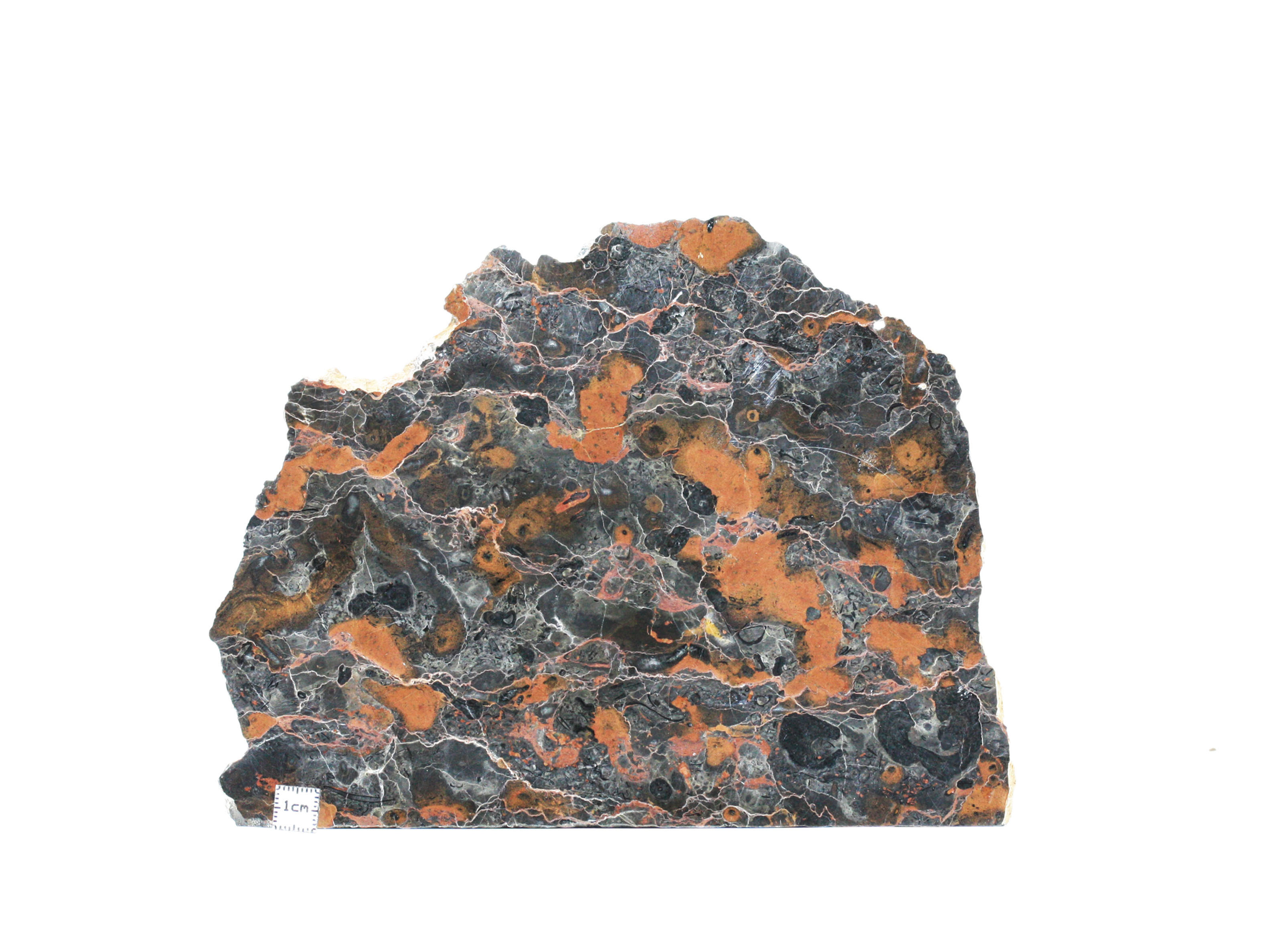 Oncolite Girvanella sp. (algal balls) lower cambrian stromatolite like