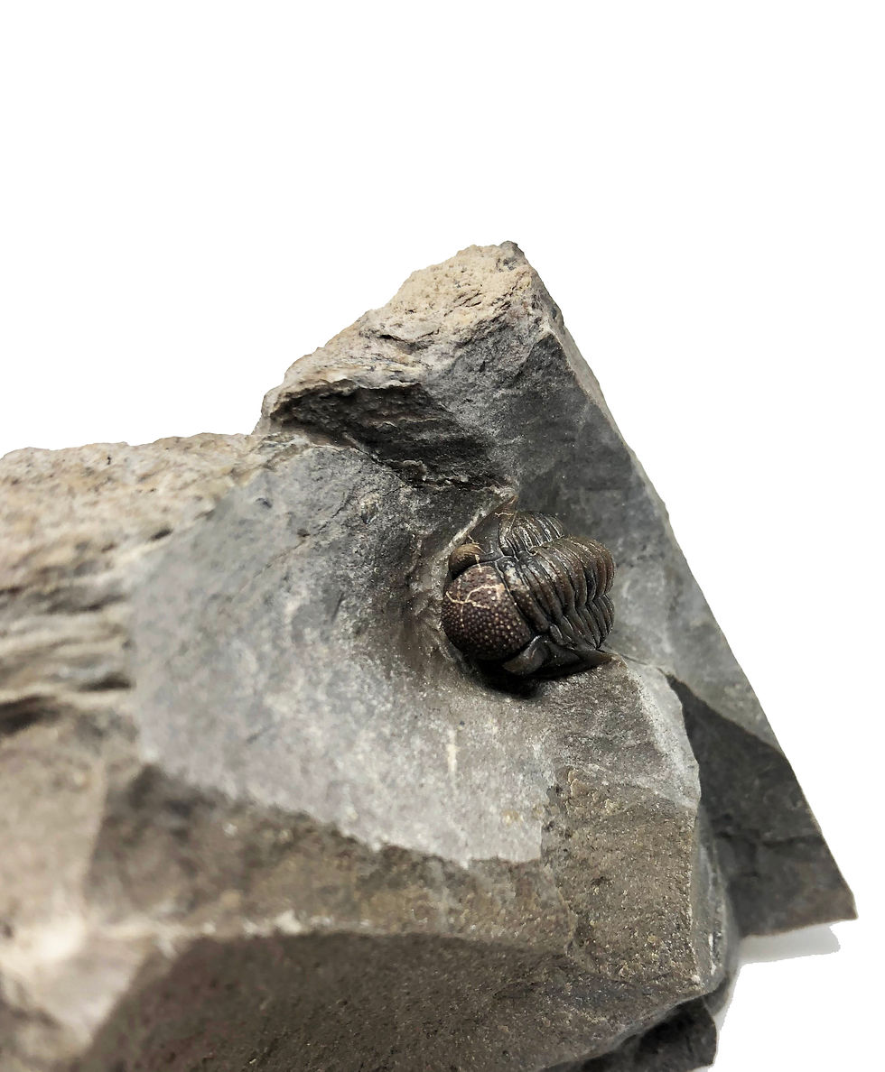 Gerastos tuberculatus marocensis trilobite devonian morocco prepared