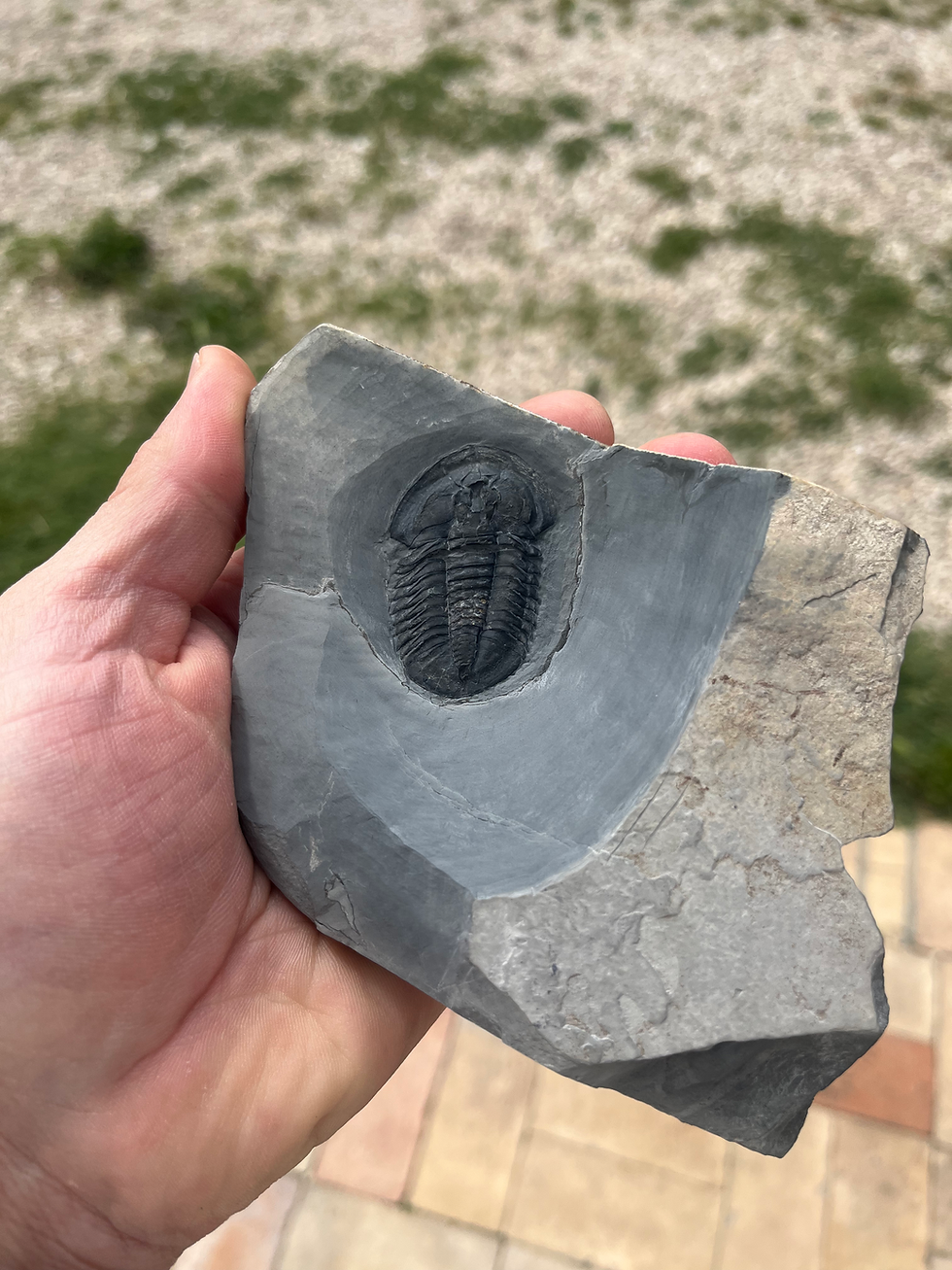 Miniatura: Rare Housia vacuna trilobite from McKay Group