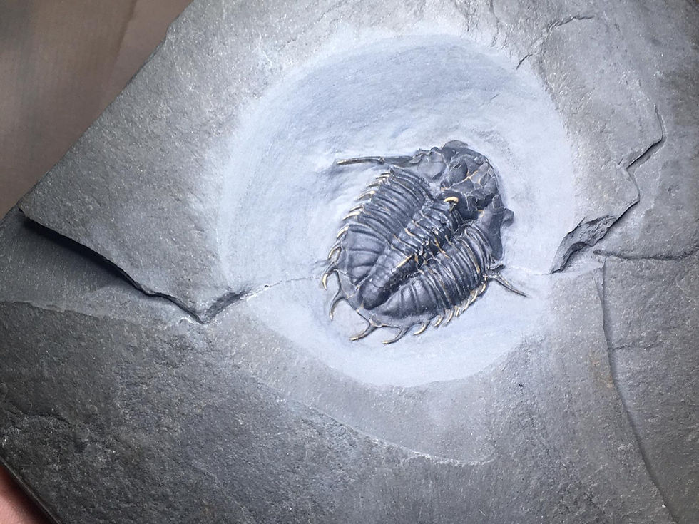 Miniatura: trilobiti.com Kootenia randolphi fossil trilobite Utah Cambrian usa on sale