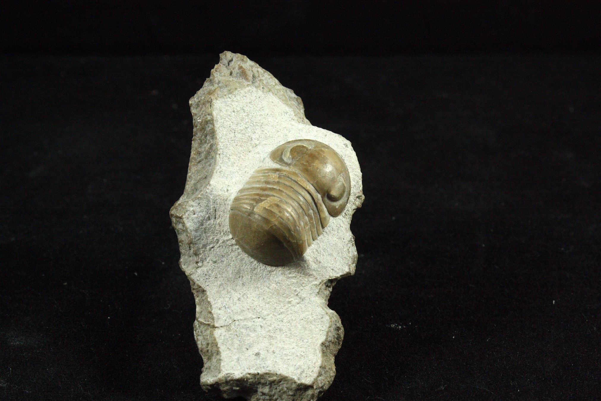 Nileus armadillo (DALMAN 1827)