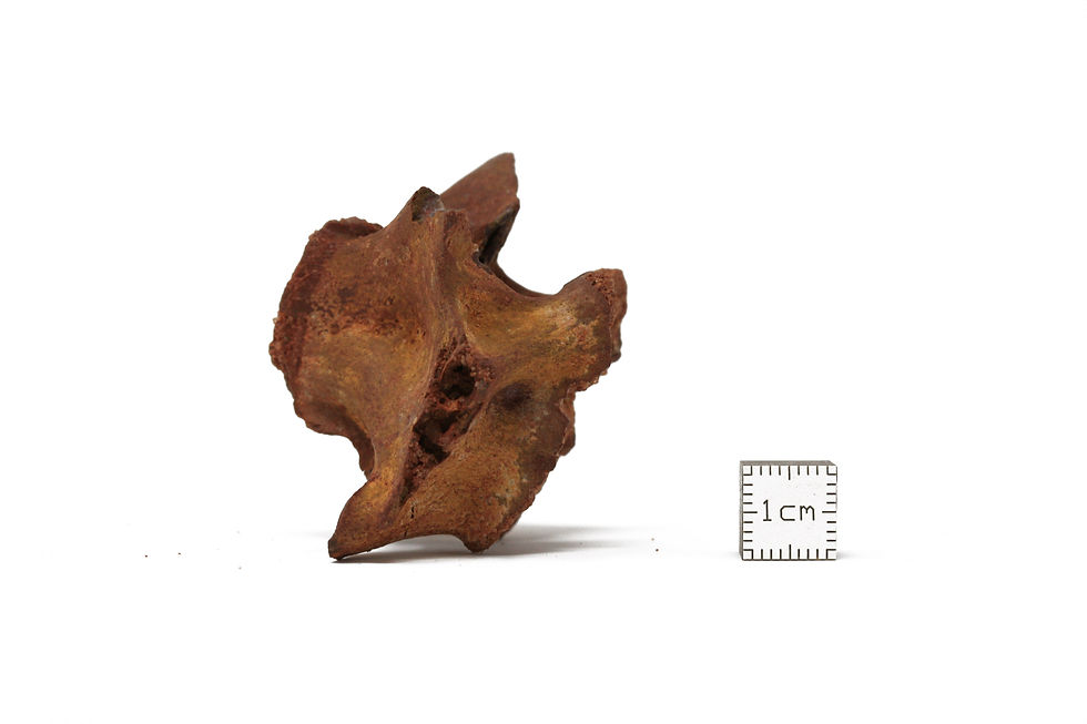 Miniatura: Spinosaurus sp. anterior dorsal neural arch vertebra