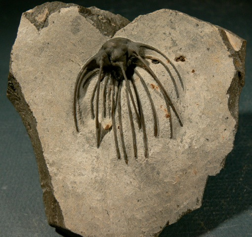 Heliopeltis sp trilobite Devonian fo Morocco 5