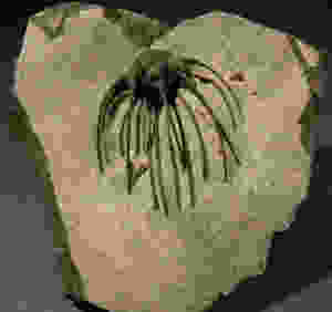 Heliopeltis sp trilobite Devonian fo Morocco 5