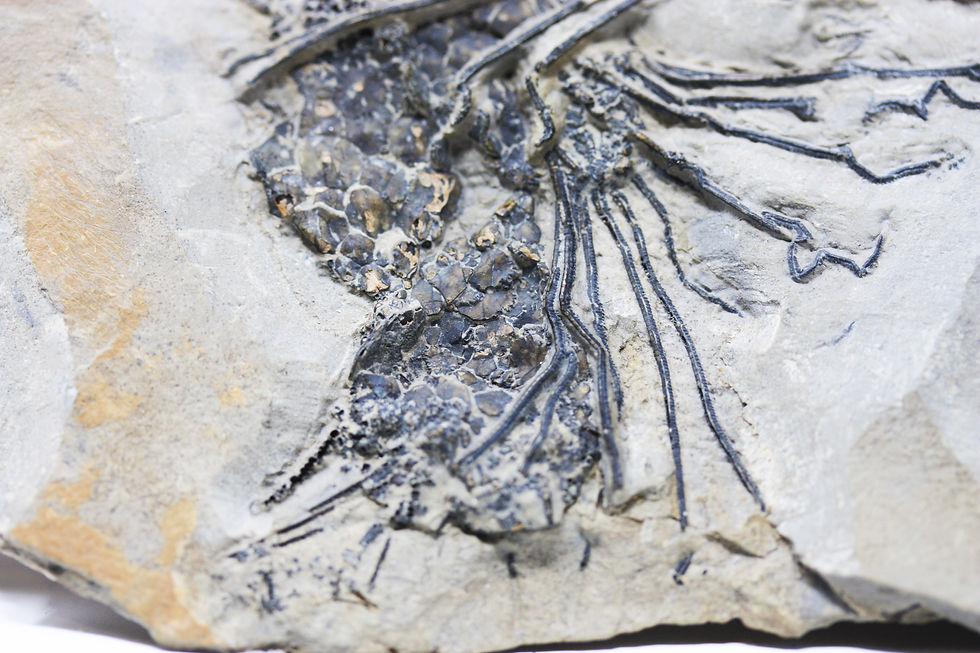 Thumbnail: Eocrinoid Gogia sp. rare cambrian fossil Museum quality death assemblage
