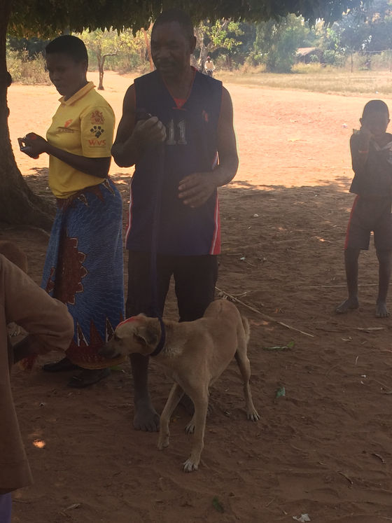 Fighting rabies
