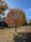 HarrisonPark.jpg