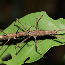 Neohirasea hongkongensis 香港新棘䗛 (棘竹節蟲).2.JPG