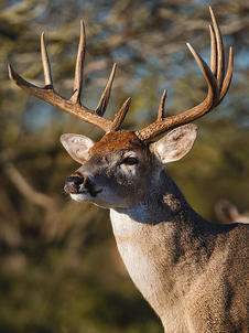 deer2.jpg