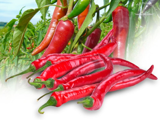 Chilli in allen Variationen