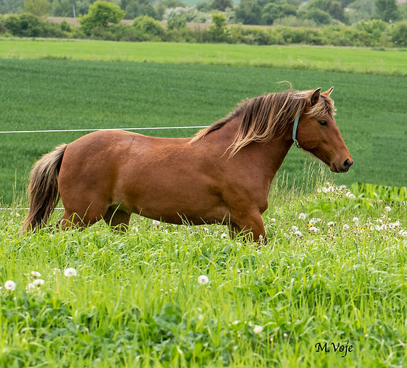 DSC_3341.jpg