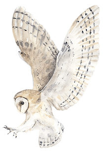 Owl in flight