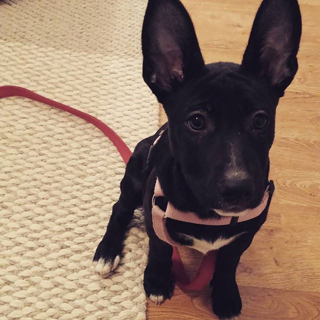 Meet Ava! Adopted this adorable 13-week-old German shepherd mix last night and she's already a bundl