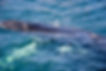 Ballena Jorobada