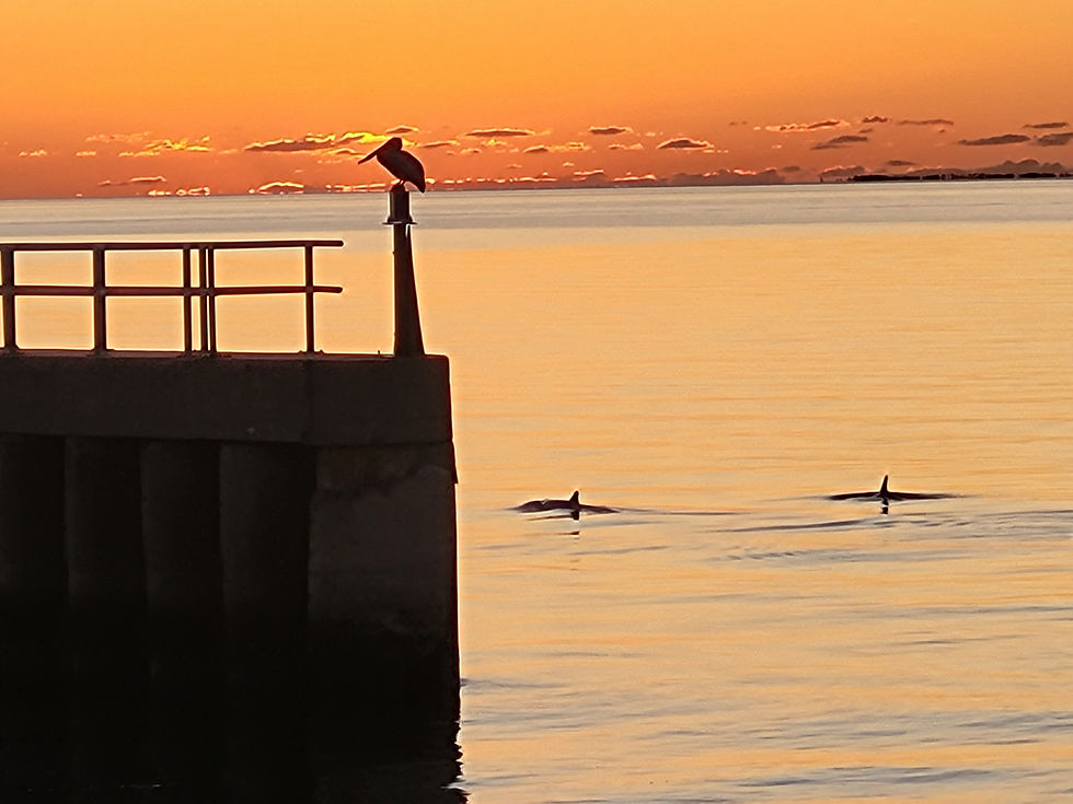 Pelican and Dolphins.jpg