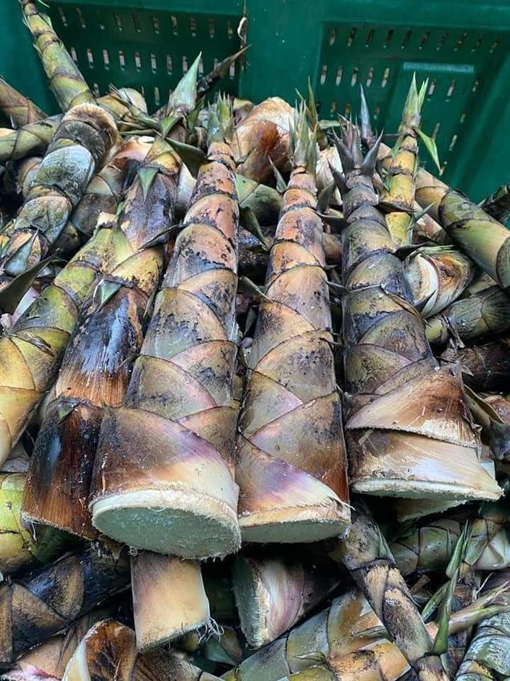 A full bin of freshly harvested bamboo shoots -tropical variety