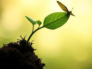 The Seed of Leadership: Why Transformation Begins Within