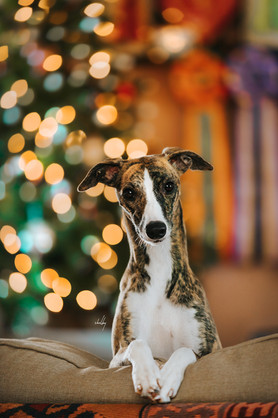 gigichristmas2021little brighter.jpg