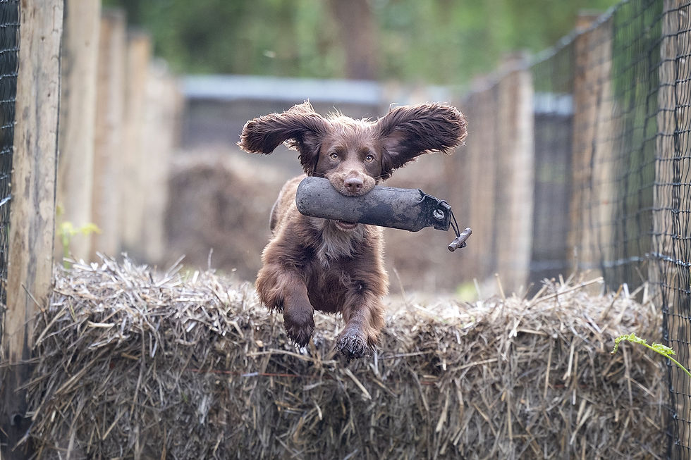 Scurry Fun day