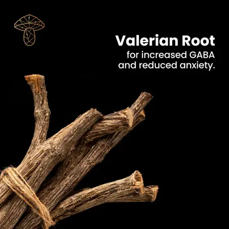 Thumbnail: The Sporing Company MycoVega SLEEP